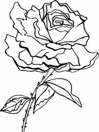 Rose 18
